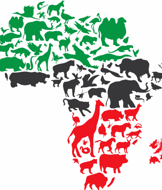 Africa animals heat transfers