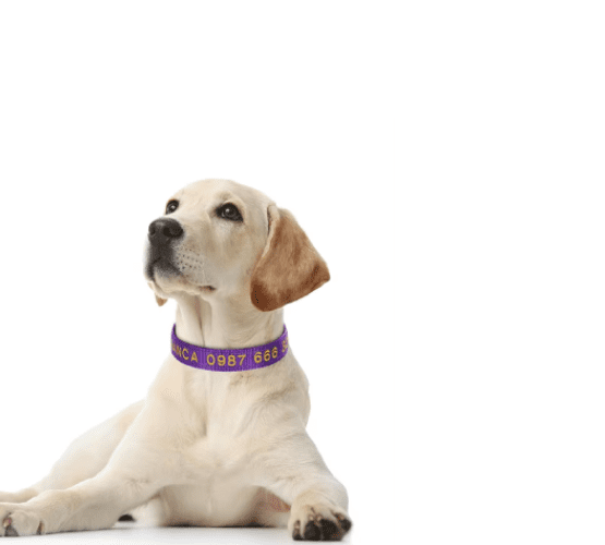 Custom dog Collars